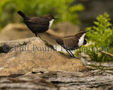 Dipper Pair 0938