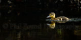 Ducking 6130