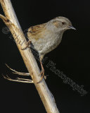 Dunnock 7018