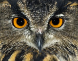 Eagle Owl 0522