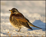 Fieldfare 6734