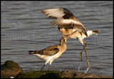 Fighting Black Tailed Godwits 9968