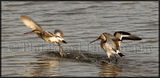 Fighting Black Tailed Godwits 9977