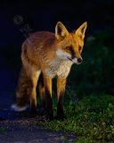 Fox 4213