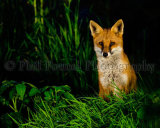Fox 4247