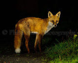 Fox 4302