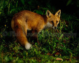 Fox 4339