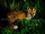 Fox 4458