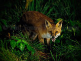 Fox 4468