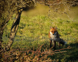 Fox 4518