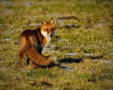Fox 4558