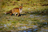 Fox 4585