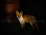 Fox 4641