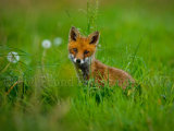 Fox Cub 4882