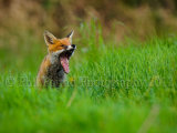 Yawning Fox Cub 4903