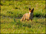 Fox 6231a