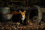 Backyard Fox 7174