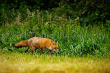 Fox 8731