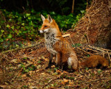 Fox 8808