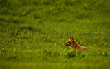 Fox 9037
