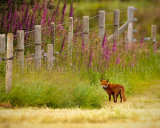 Fox 9072
