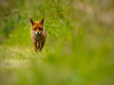 Dog Fox 9803