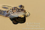 Common Frog 1022