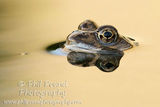 Common Frog 1172