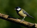 Great Tit 1071
