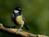 Great Tit 1077