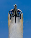 Gannet 4242