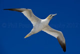 Gannet 4356