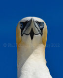 Gannet 4524