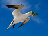 Gannet 4561