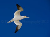 Gannet 4762