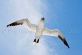 Gannet 4765