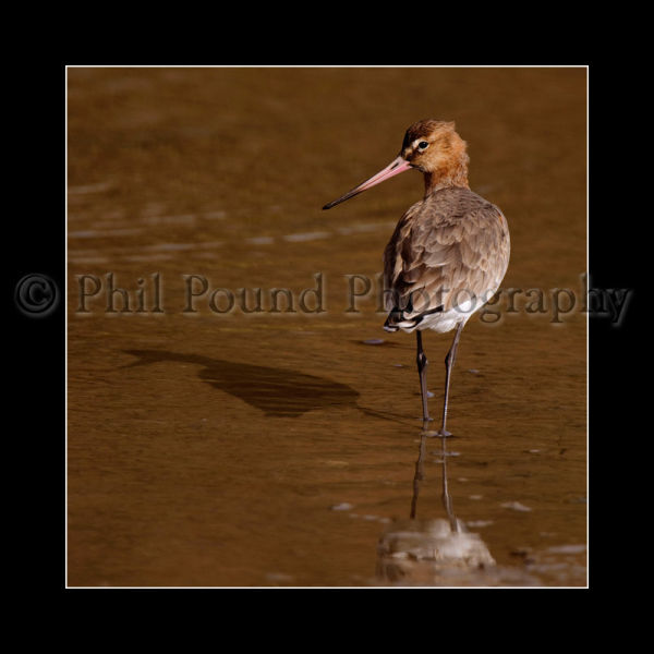 Godwit 5725