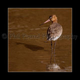 Godwit 5725