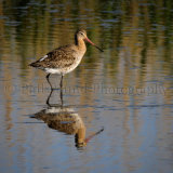 Godwit 7356