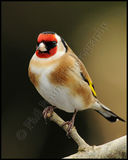 Goldfinch 0480
