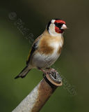 Goldfinch 7972