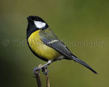 Great Tit 8136