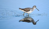 Greenshank 9811