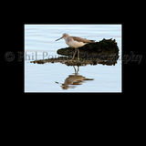 Greenshank 9951