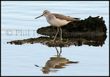 Greenshank 9951