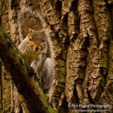 Grey Squirrel 8514