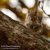Grey squirrel 8343