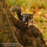 Grey squirrel 8553