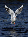 Gull 0053
