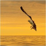 Gull 2058